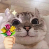 Daily cat