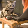 Random Cat GIF